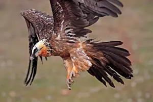 Lammergeiers: Lammergeier / Bearded Vulture - adult in flight