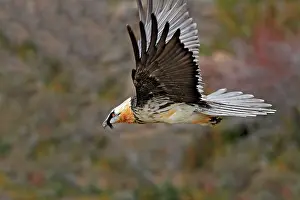 Lammergeiers: Lammergeier / Bearded Vulture - adult in flight