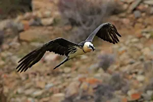 Lammergeiers: Lammergeier / Bearded Vulture - adult in flight
