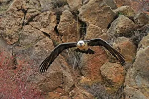 Lammergeiers: Lammergeier / Bearded Vulture - adult in flight