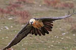 Lammergeiers: Lammergeier / Bearded Vulture - adult in flight