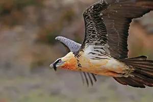 Lammergeiers: Lammergeier / Bearded Vulture - adult in flight