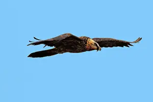 Gypaetus: Lammergeier / Bearded Vulture - adult in flight