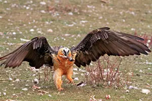 Lammergeiers: Lammergeier / Bearded Vulture - adult with food