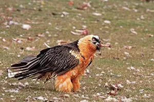 Lammergeiers: Lammergeier / Bearded Vulture - adult with food