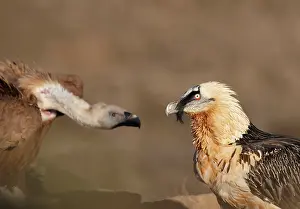 Gypaetus: Lammergeier / Bearded Vulture - adult with Griffon