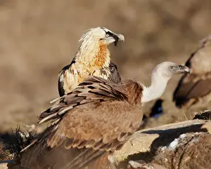 Gypaetus: Lammergeier / Bearded Vulture - adult with Griffon Vulture