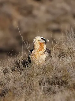 Gypaetus: Lammergeier / Bearded Vulture - adult on hillside