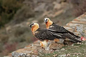 Lammergeiers: Lammergeier / Bearded Vulture - adults at feeding station