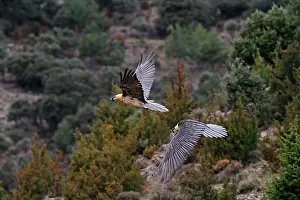 Lammergeiers: Lammergeier / Bearded Vulture - adults in flight
