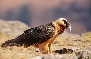 Lammergeiers: Lammergeier / Bearded Vulture - with bone in beak