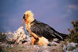 Lammergeiers: LAMMERGEIER / BEARDED VULTURE - feeding on carrion