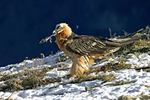 Gypaetus: Lammergeier / Bearded Vulture - feeding on a lower