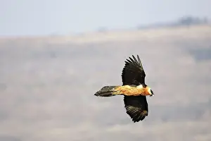 Lammergeiers: Lammergeier / Bearded Vulture - in flight