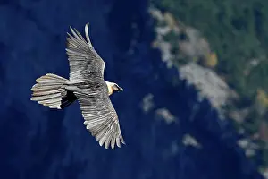 Gypaetus: Lammergeier / Bearded Vulture - in flight
