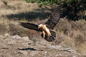 Gypaetus: Lammergeier / Bearded Vulture - in flight