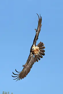 Gypaetus: Lammergeier / Bearded Vulture - in flight