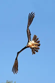 Gypaetus: Lammergeier / Bearded Vulture - in flight
