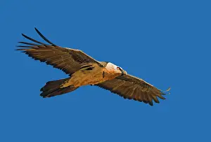 Gypaetus: Lammergeier / Bearded Vulture - in flight