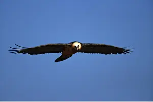 Soaring: LAMMERGEIER / BEARDED VULTURE - in flight