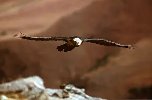Soaring: LAMMERGEIER / BEARDED VULTURE - in flight