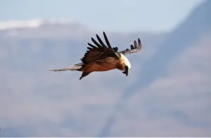 Lammergeier: LAMMERGEIER / BEARDED VULTURE - in flight