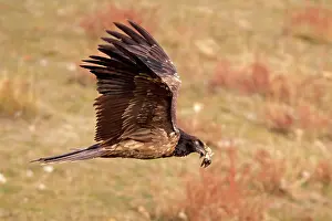 Lammergeiers: Lammergeier / Bearded Vulture - immature in flight