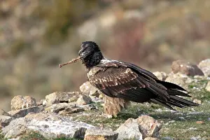 Lammergeiers: Lammergeier / Bearded Vulture - immature with food