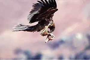 Talons: LAMMERGEIER / BEARDED VULTURE - juvenile, feeding, in flight