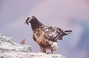 Lammergeier: LAMMERGEIER / BEARDED VULTURE - juvenile