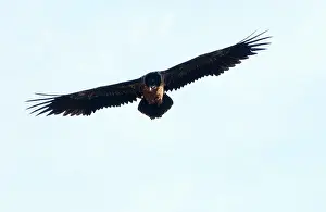 Gypaetus: Lammergeier / Bearded Vulture - Juvenile, in flight
