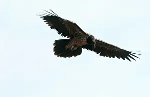 Gypaetus: Lammergeier / Bearded Vulture - Juvenile, in flight