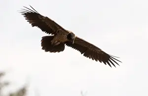 Gypaetus: Lammergeier / Bearded Vulture - Juvenile, in flight