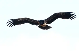 Sinister: Lammergeier / Bearded Vulture - Juvenile, in flight