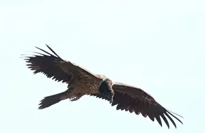 Gypaetus: Lammergeier / Bearded Vulture - Juvenile, in flight