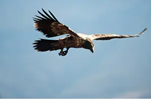 Lammergeier: LAMMERGEIER / BEARDED VULTURE - juvenile in flight