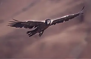 Lammergeier: LAMMERGEIER / BEARDED VULTURE - juvenile in flight