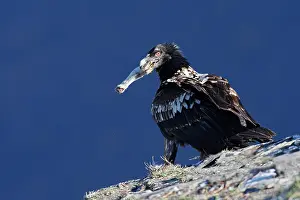 Lammergeiers: Lammergeier or Bearded Vulture - with prey in beak