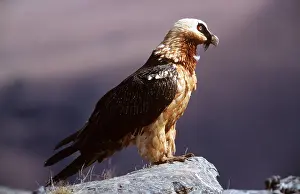 Lammergeier: LAMMERGEIER / BEARDED VULTURE - standing on rock