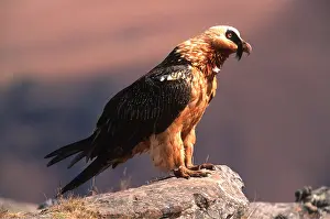 Lammergeier: LAMMERGEIER / BEARDED VULTURE - standing on rock