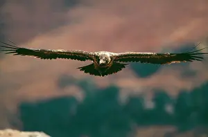 Gypaetus: LAMMERGEIER / Bearded Vulture - sub-adult in flight