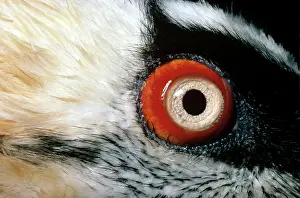 Gypaetus: Lammergeier - close-up of eye