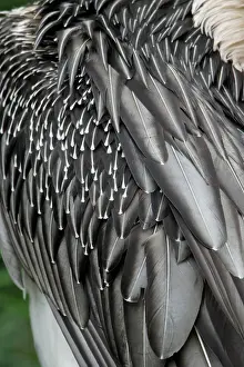 Gypaetus: Lammergeier - detailed study of shoulder and wing feathers