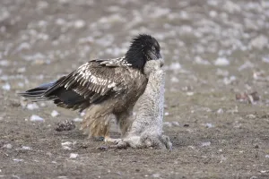 Deaths: Lammergeier eating a carcass of sheep Spain