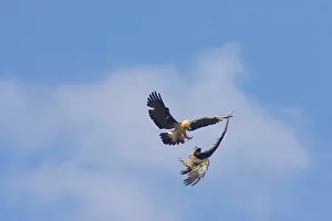 Lammergeiers: Lammergeier - fighting in mid air