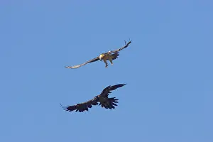 Lammergeiers: Lammergeier - fighting in mid air