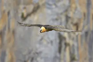 Lammergeiers: Lammergeier - in flight above limestone canyon