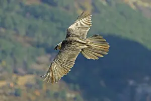 Gypaetus: Lammergeier - Flying over valley showing their