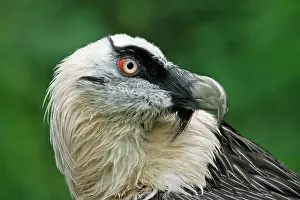 Gypaetus: Lammergeier - portrait