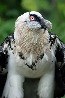 Gypaetus: Lammergeier - portrait